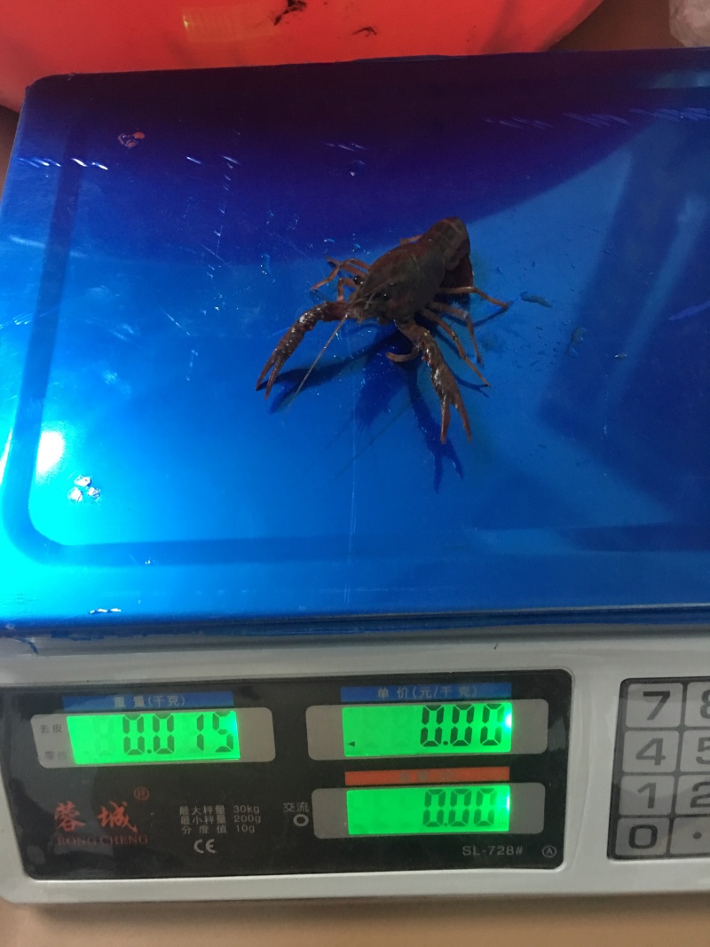 998湖北监利小龙虾