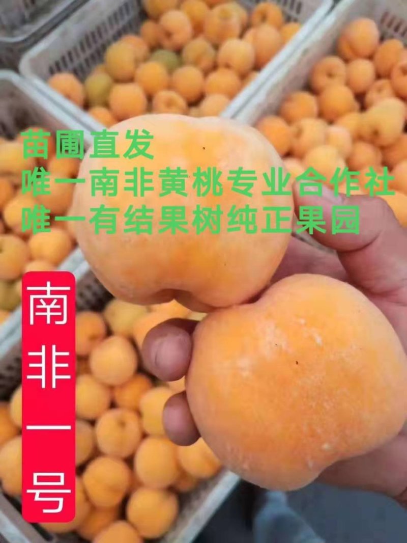 南非黄桃苗品质南非1--3号黄金冠桃苗