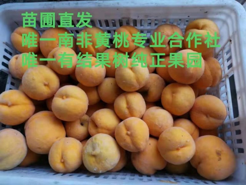 南非黄桃苗品质南非1--3号黄金冠桃苗