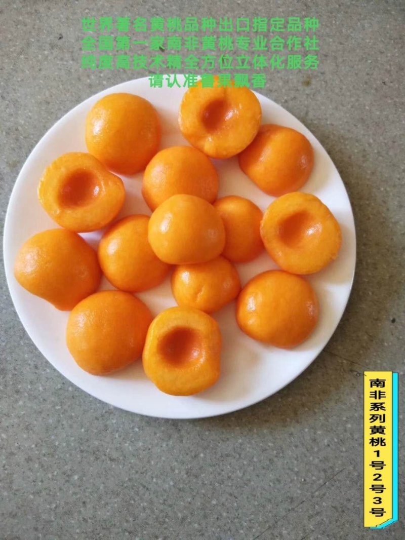 南非黄桃苗品质南非1--3号黄金冠桃苗