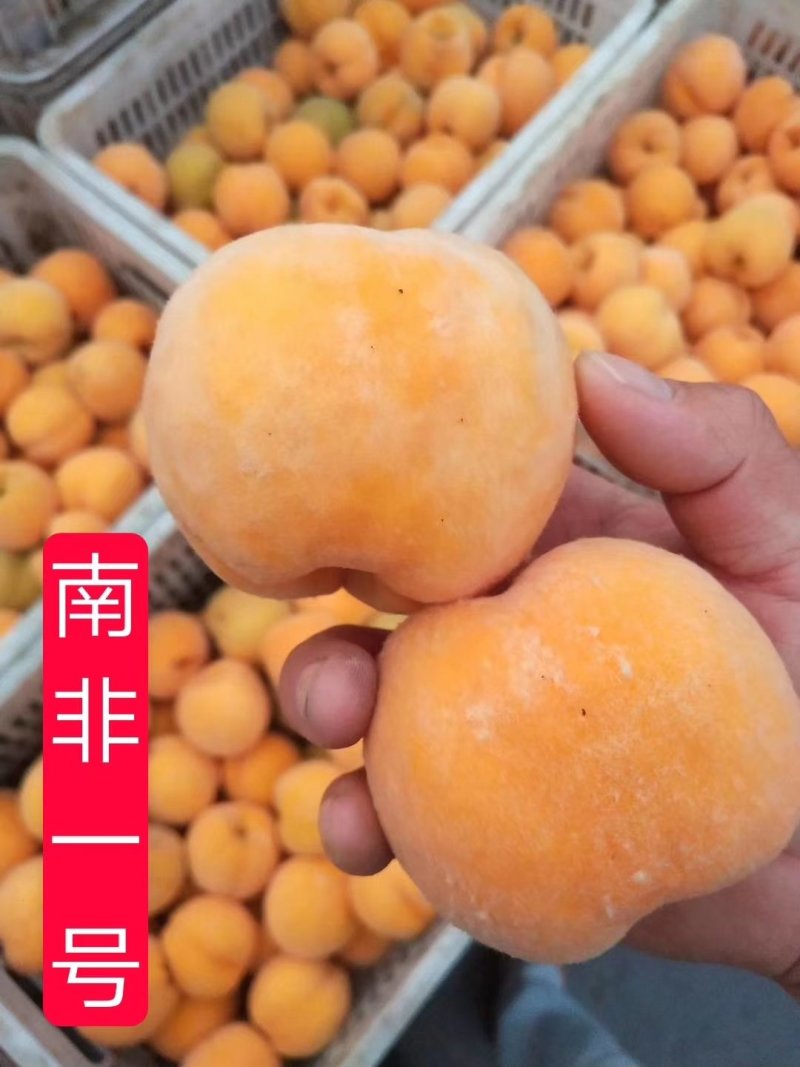 南非黄桃苗品质南非1--3号黄金冠桃苗