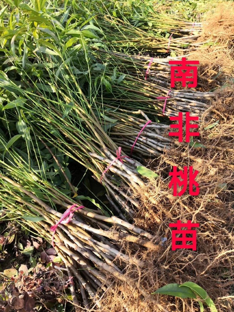 南非黄桃苗品质南非1--3号黄金冠桃苗