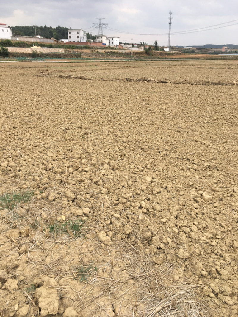 曲靖马龙150亩水田出租，适合做蔬菜基地