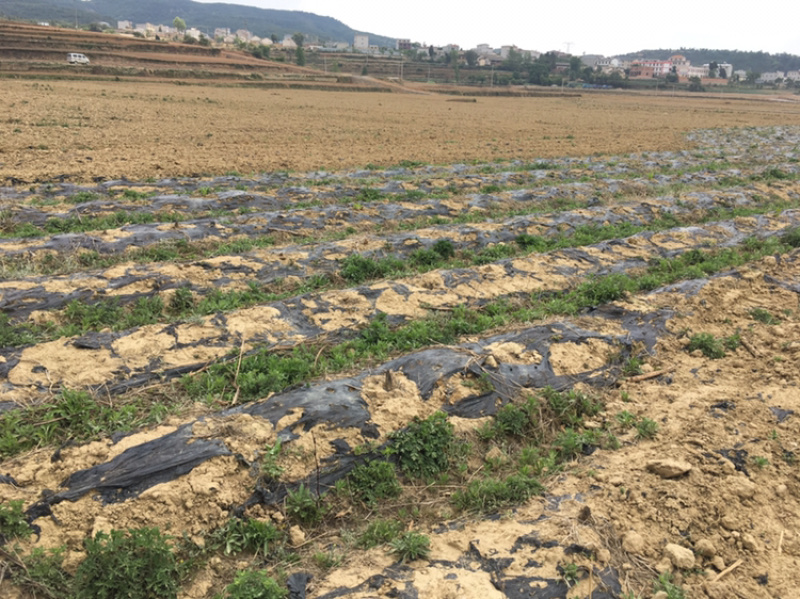 曲靖马龙150亩水田出租，适合做蔬菜基地
