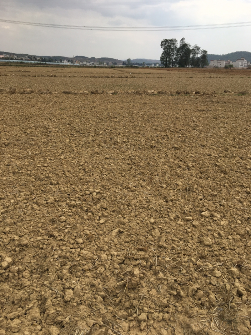 曲靖马龙150亩水田出租，适合做蔬菜基地