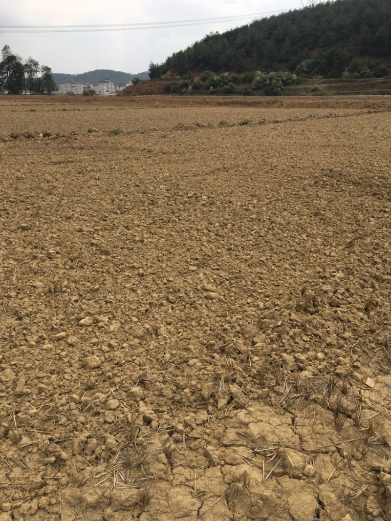 曲靖马龙150亩水田出租，适合做蔬菜基地