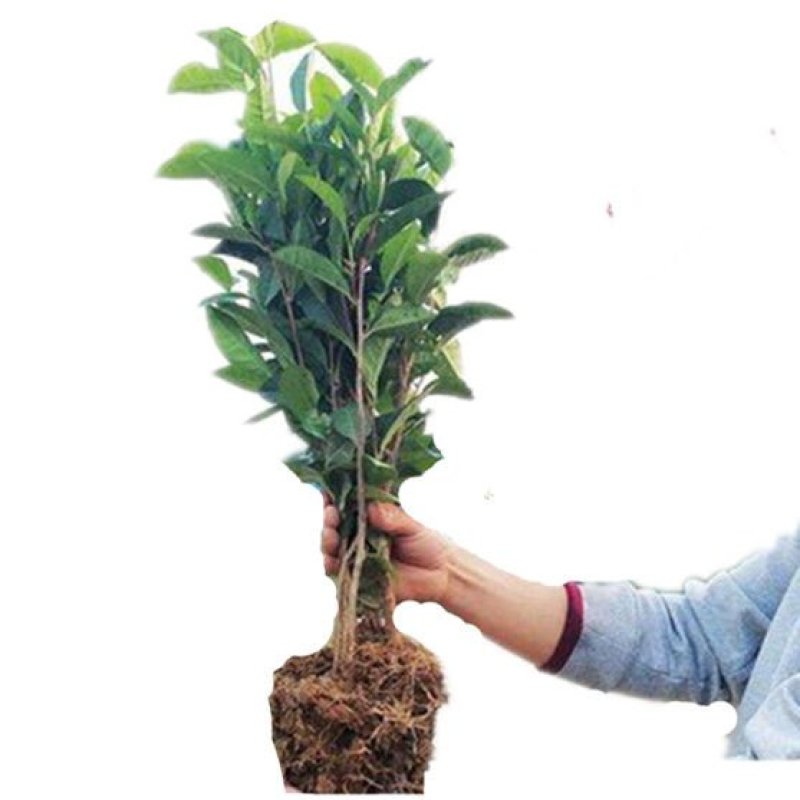 茶苗茶树茶油苗树苗油茶苗