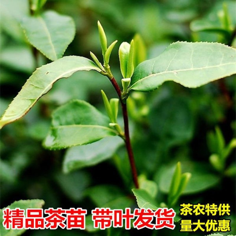 茶苗茶树茶油苗树苗油茶苗