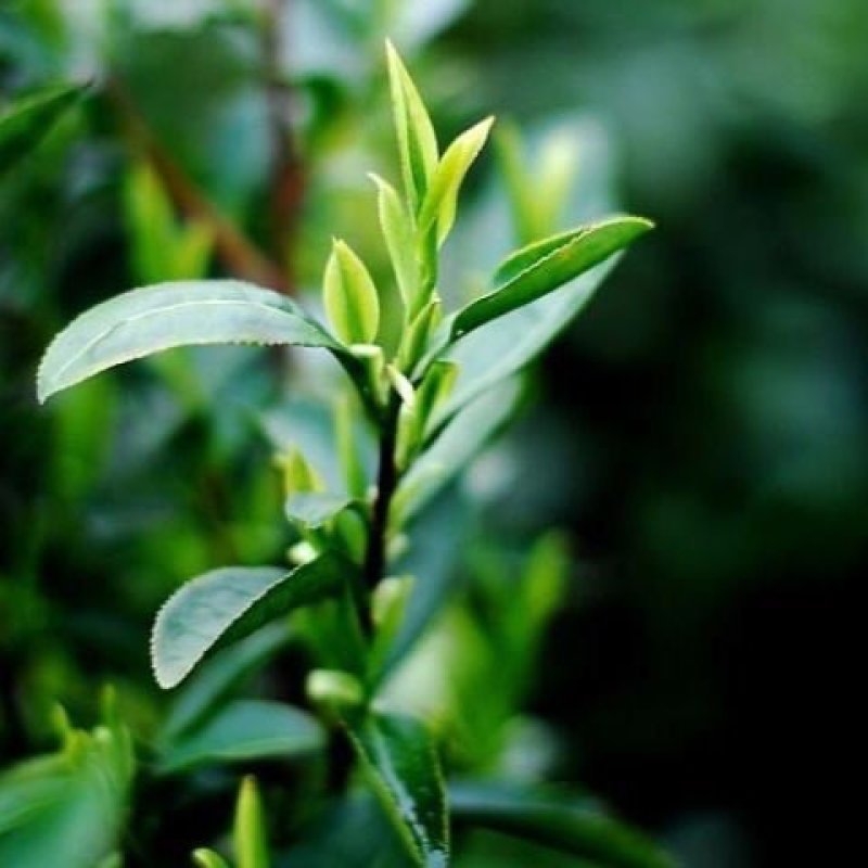 茶苗茶树茶油苗树苗油茶苗