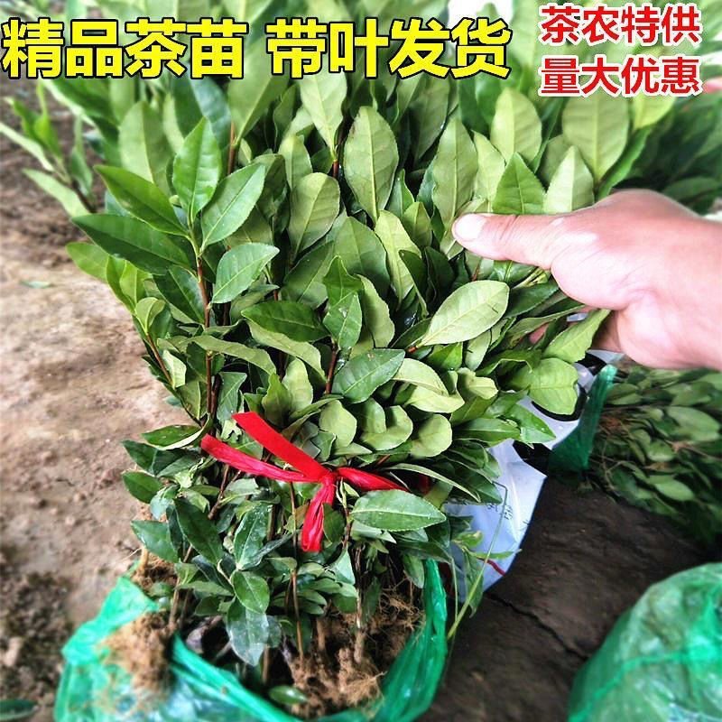 茶苗茶树茶油苗树苗油茶苗