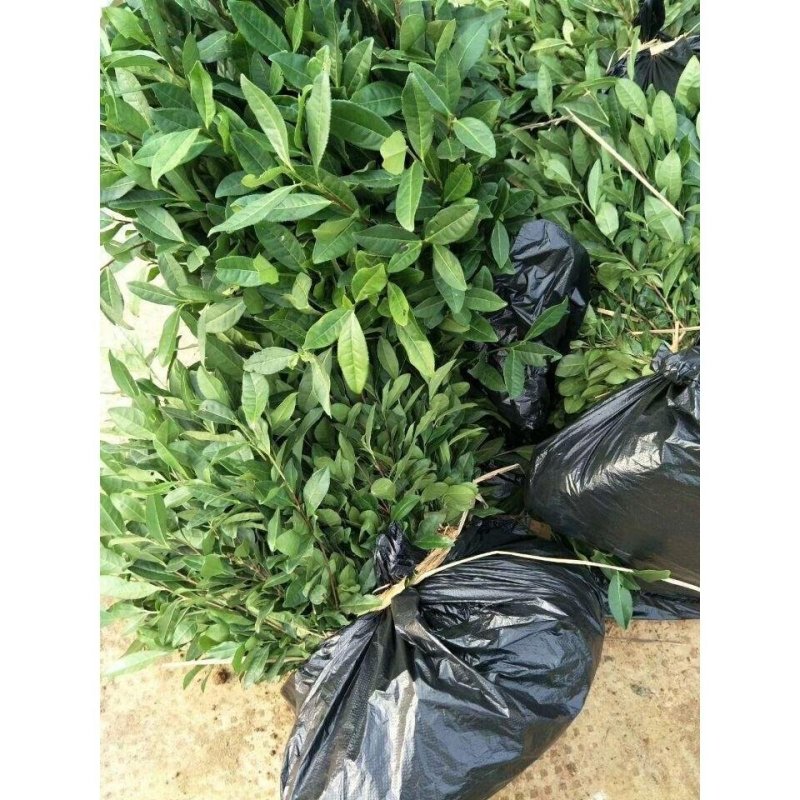 茶苗茶树茶油苗树苗油茶苗