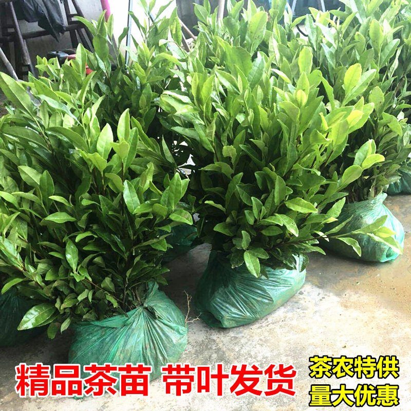 茶苗茶树茶油苗树苗油茶苗