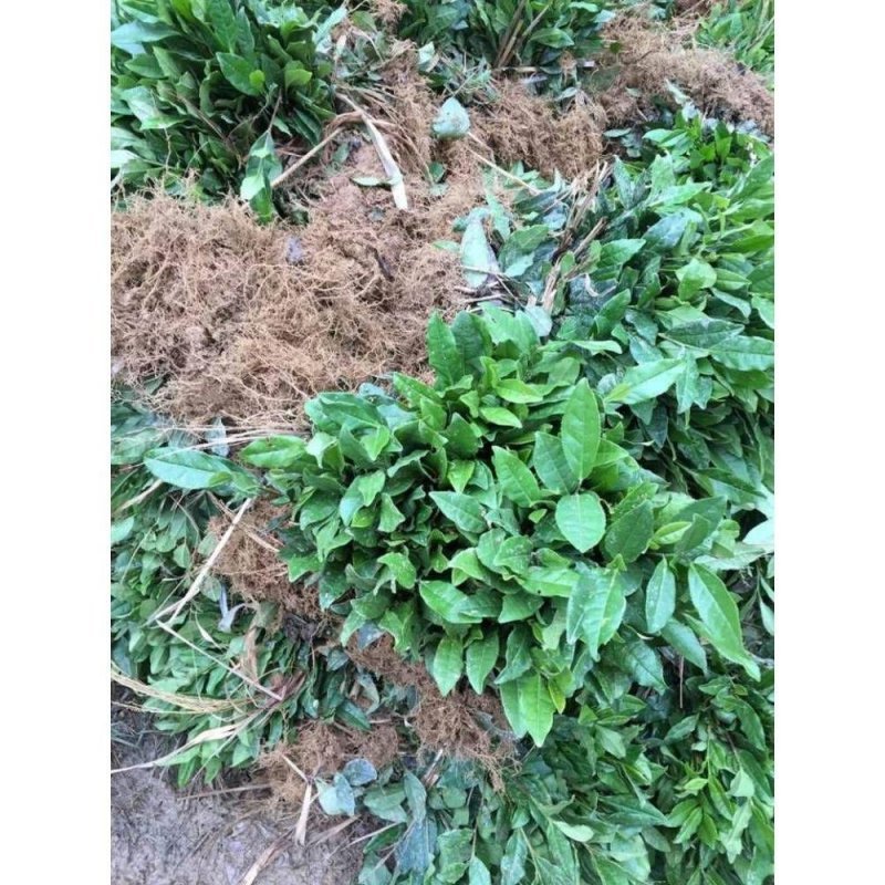 茶苗茶树茶油苗树苗油茶苗