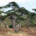 泰山迎客松黑松油松基地直销