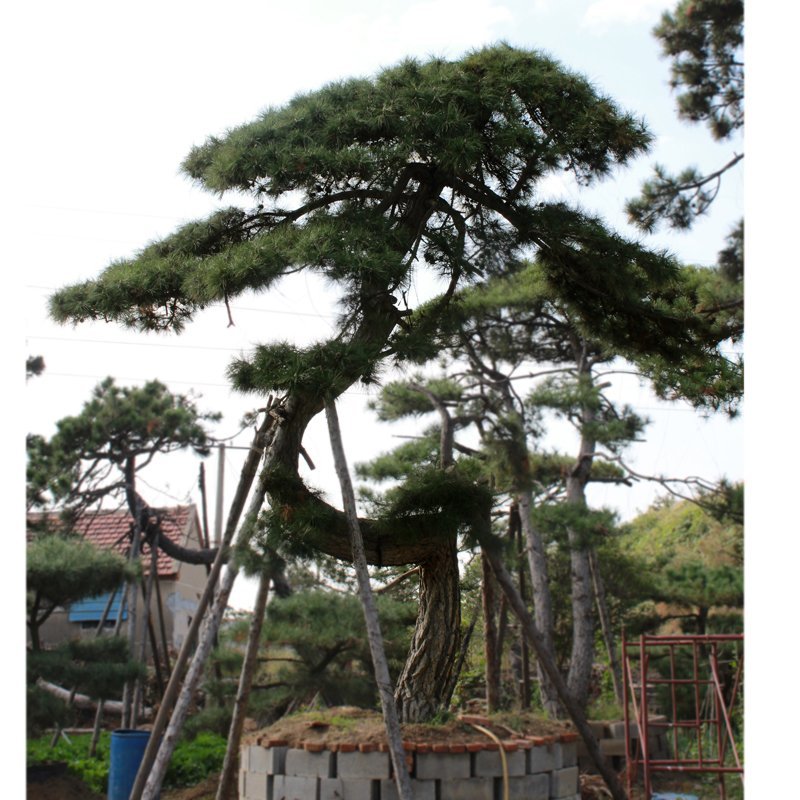 泰山迎客松黑松油松基地直销