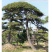 泰山迎客松黑松油松基地直销