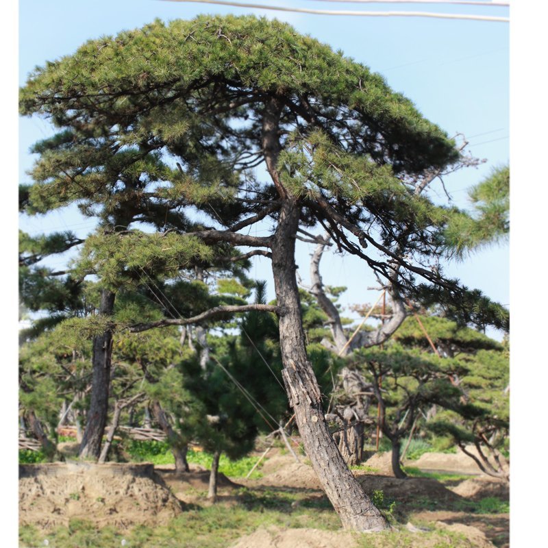 泰山迎客松黑松油松基地直销