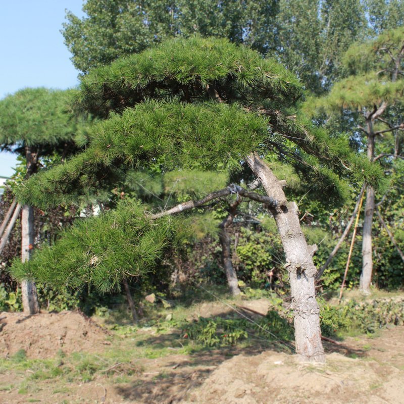 泰山迎客松黑松油松基地直销