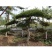 泰山迎客松黑松油松基地直销