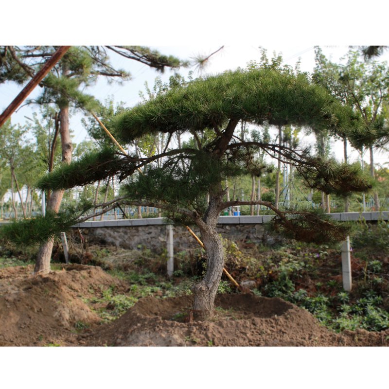 泰山迎客松黑松油松基地直销
