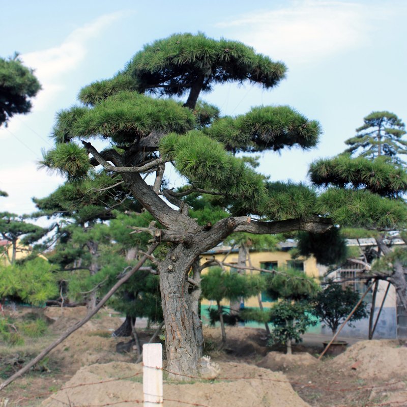 泰山迎客松黑松油松基地直销
