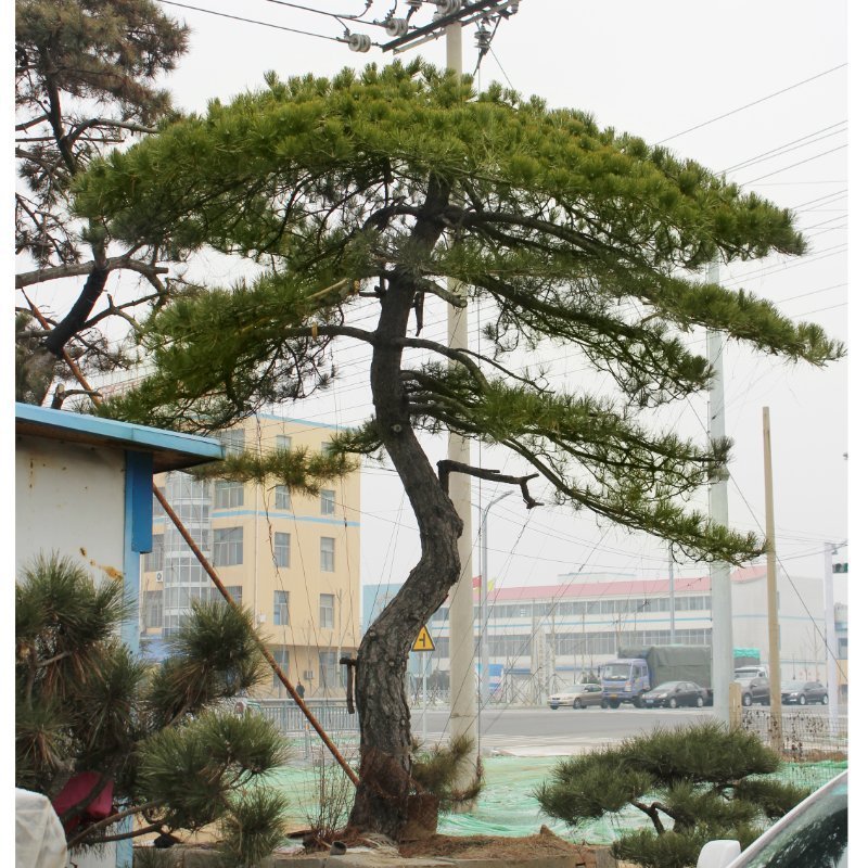 造型景观松黑松油松迎客松