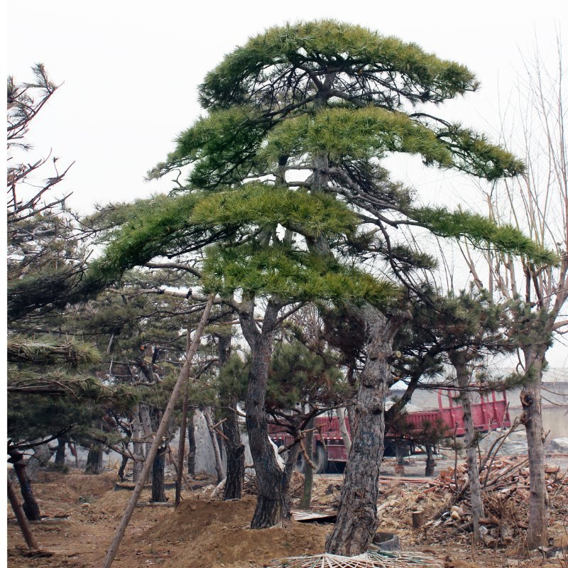 造型景观松黑松油松迎客松