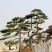 造型景观松黑松油松迎客松