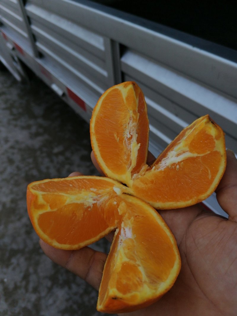 【批发代发】重庆奉节脐橙大量上市保质保量产地直发