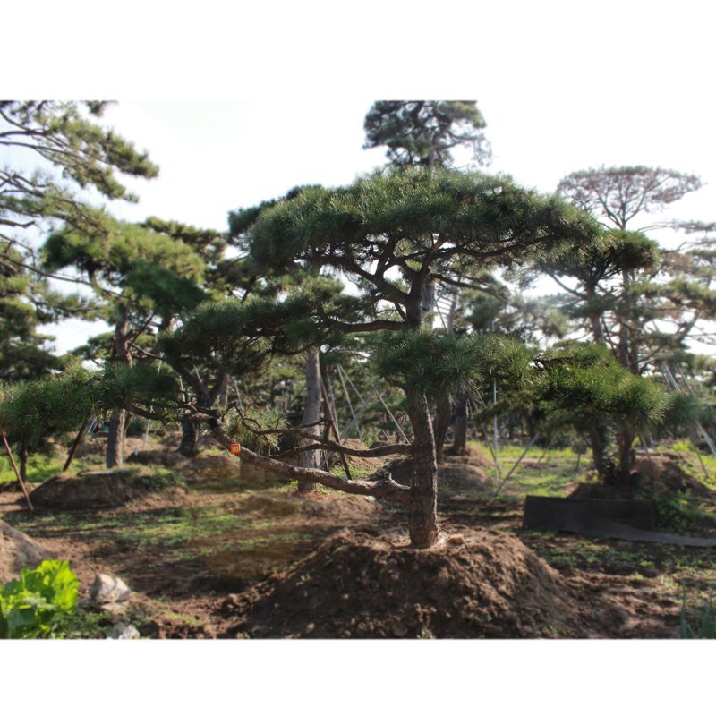 基地直供造型松黑松油松