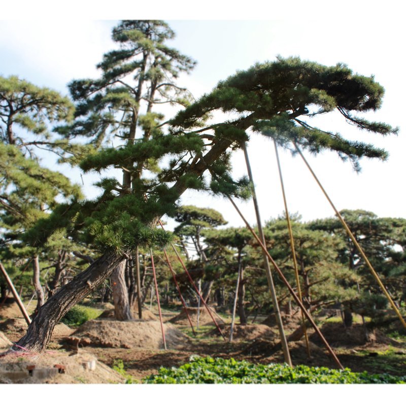 基地直供造型松黑松油松