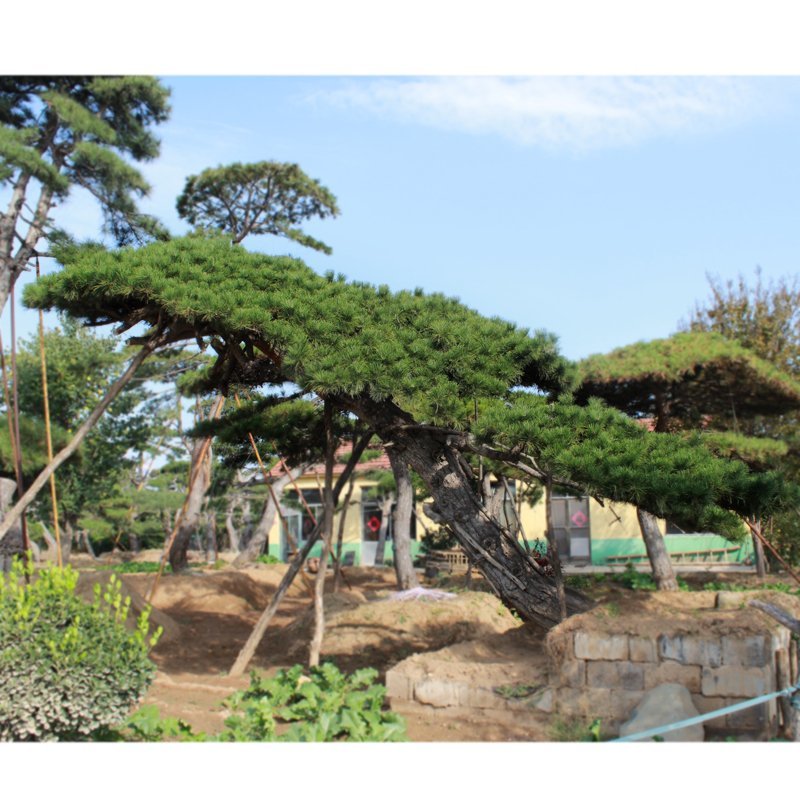 基地直供造型松黑松油松