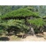 基地直供造型松黑松油松