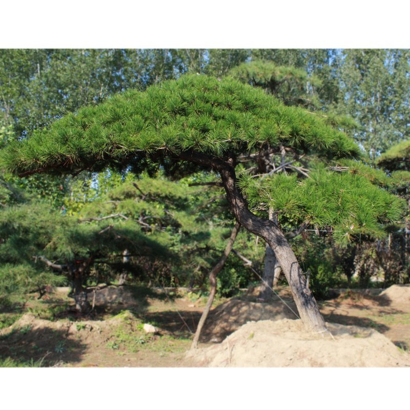 基地直供造型松黑松油松