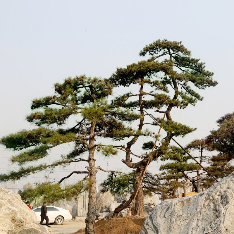 造型松造型黑松米径15_20公分油松