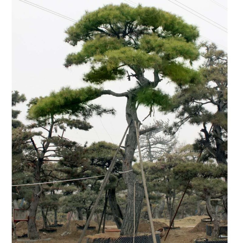造型松造型黑松米径15_20公分油松