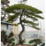 造型松造型黑松米径15_20公分油松