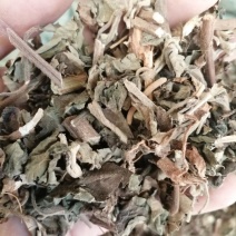 广藿香，广东产地直销新货，各种规格出售，大量现货供应！