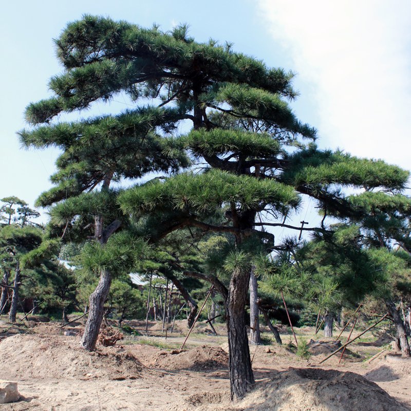 主营造型松景观松多规格油松