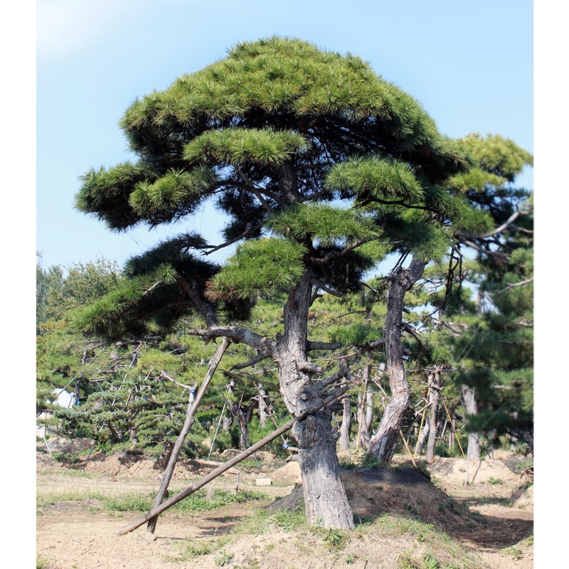 主营造型松景观松多规格油松