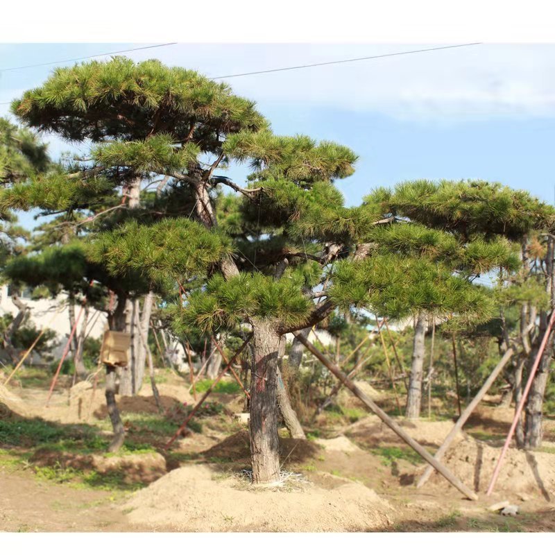 长期供应1～10米造型黑松油松