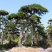 长期供应1～10米造型黑松油松