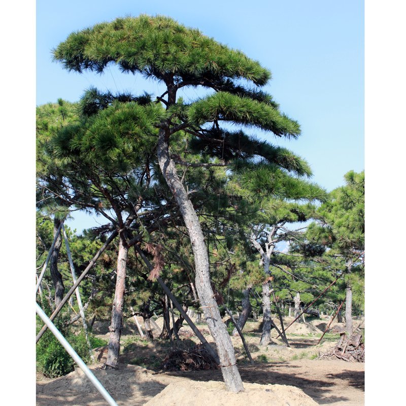 长期供应1～10米造型黑松油松