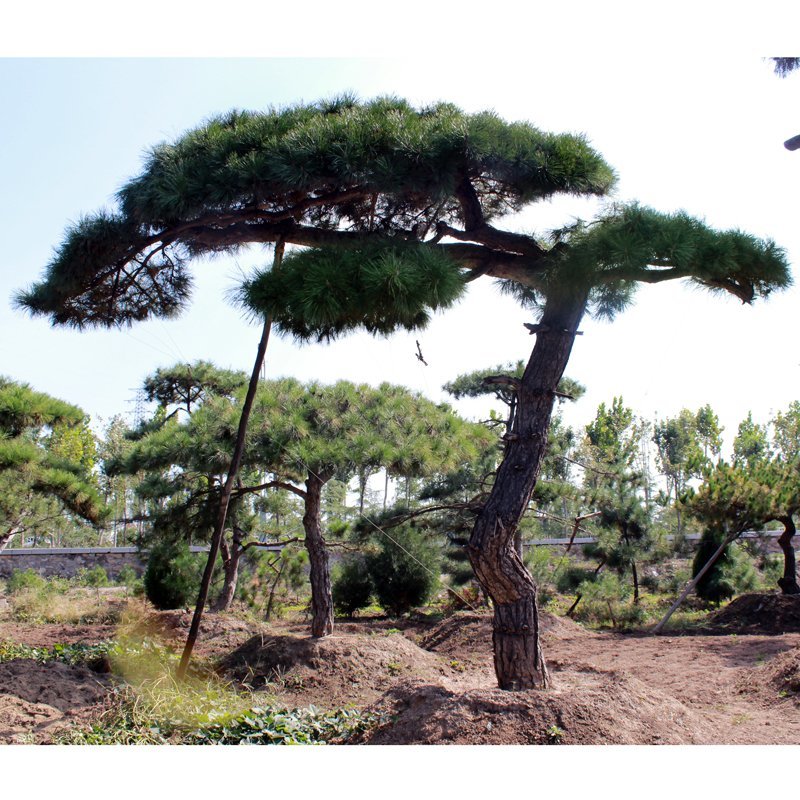 造型松造型景观松泰山迎客松