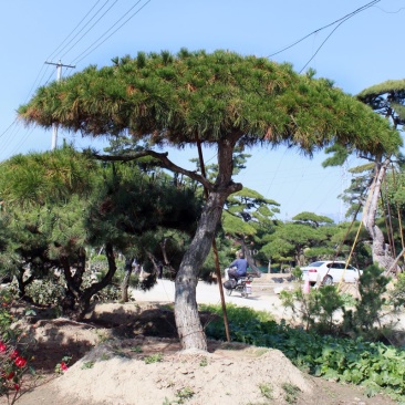 造型松造型景观松泰山迎客松