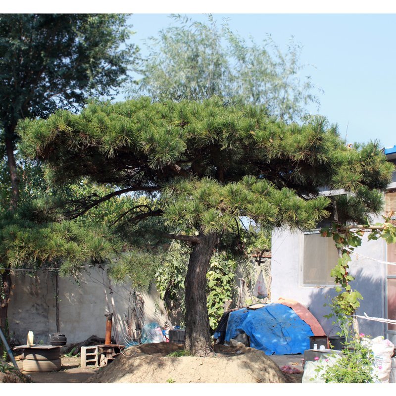 造型松造型景观松泰山迎客松