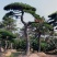 造型松造型景观松泰山迎客松