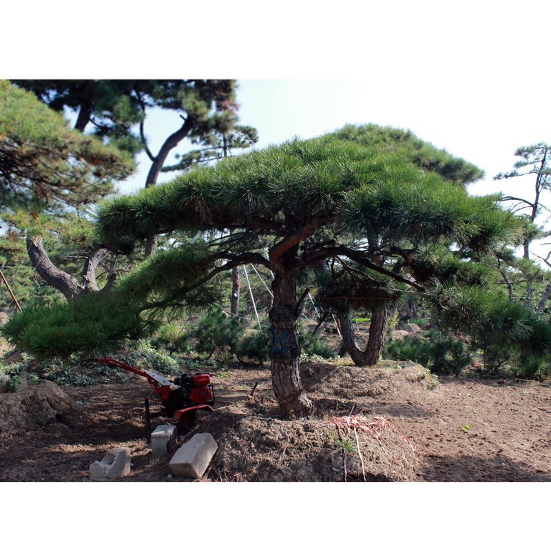 造型松造型景观松泰山迎客松