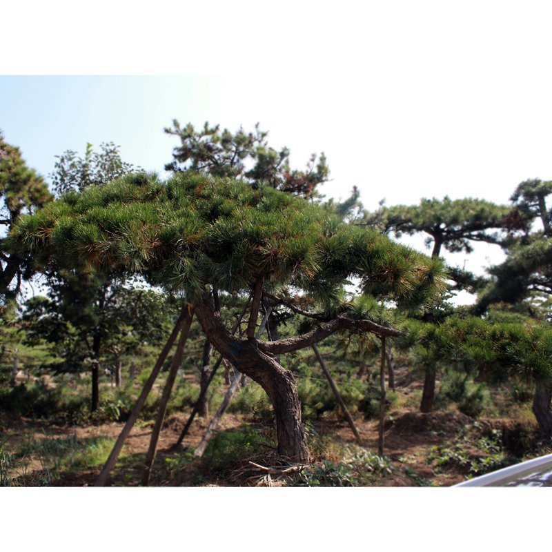 各种规格造型松泰山迎客松黑松油松