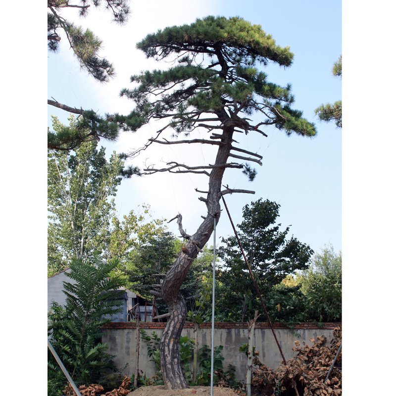 各种规格造型松泰山迎客松黑松油松